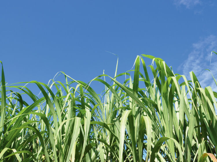 Redpath Sustainability 3