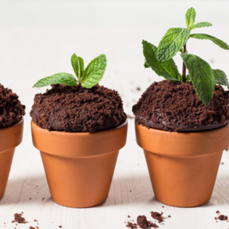 Chocolate Mint Cupcakes landscape hero web 1